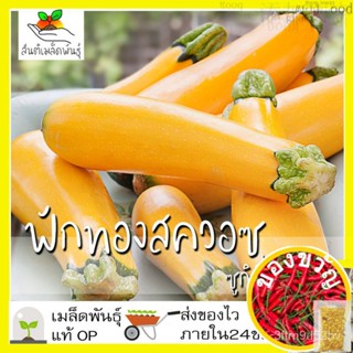 เมล็ดอวบอ้วน100%เมล็ดพันธุ์ ฟักทองสควอซ ซูกินี่สีเหลือง 20 เมล็ด Golden Zucchini Squash Seed เมล็ดพันธุ์แท้100%นำเข้าจาก