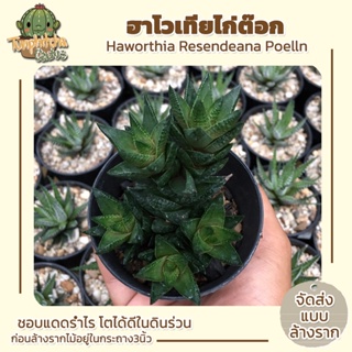 ฮาโวเทียไก่ต๊อก Haworthia Resendeana Poelln (ส่งแบบล้างราก)