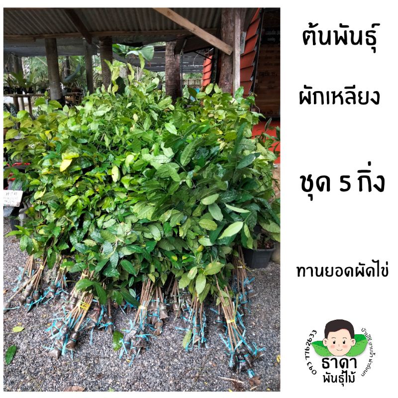 ต้นผักเหลียง-กิ่งตอนผักเหลียงชุด-5-กิ่ง-ต้นพันธุ์เหลียง-ผักเหลียง-ผัดไข่