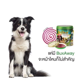 ภาพขนาดย่อของภาพหน้าปกสินค้าBuxaway 56 ขด ยาจุดกันยุง สุนัข แมว สัตว์เลี้ยง ปลอดภัย ยากันยุง Bug away Bugaway Bux จากร้าน anyadamimikump บน Shopee
