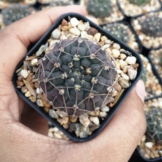 💥ยิมโนอ๊อคโซ💥Gymnocalycium ochoterenaeไม้เมล็ด ขนาด 2-5 ซม.ต้นแคคตัส ต้นกระบองเพชร(กรุณาอ่านรายละเอียดก่อนทำการสั่งซื้อ)