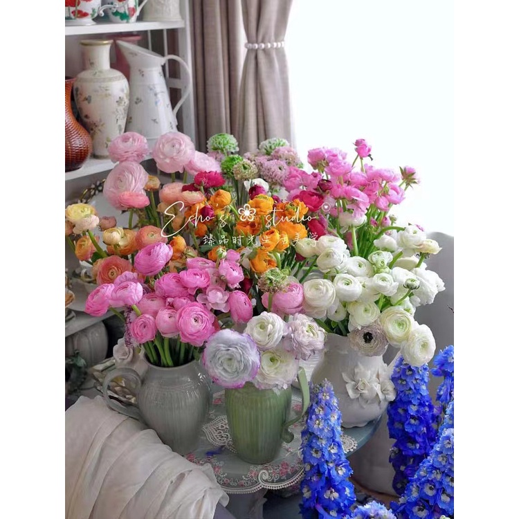 ranunculus-ball-เมล็ดดอกโบตั๋นในร่มและกลางแจ้ง-กระถางต้นไม้-ให้อาหารแก่กล้าไม้