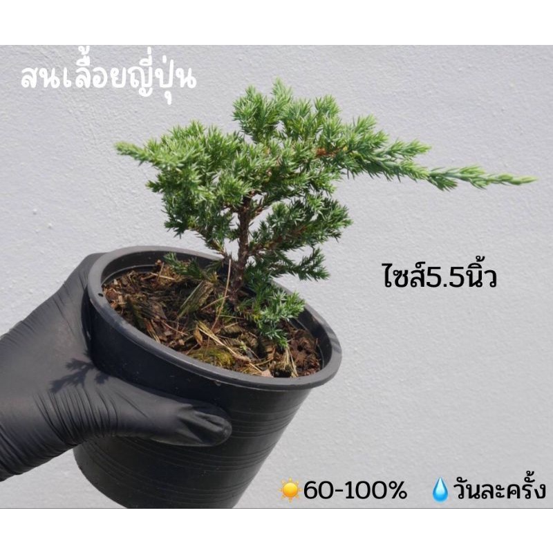 สนเลื้อยญี่ปุ่น-ไซส์5-5นิ้ว