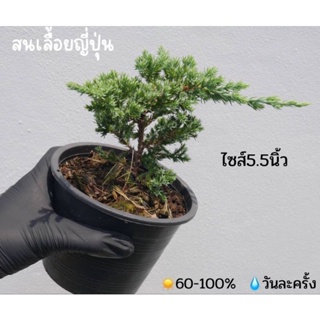 สนเลื้อยญี่ปุ่น ไซส์5.5นิ้ว