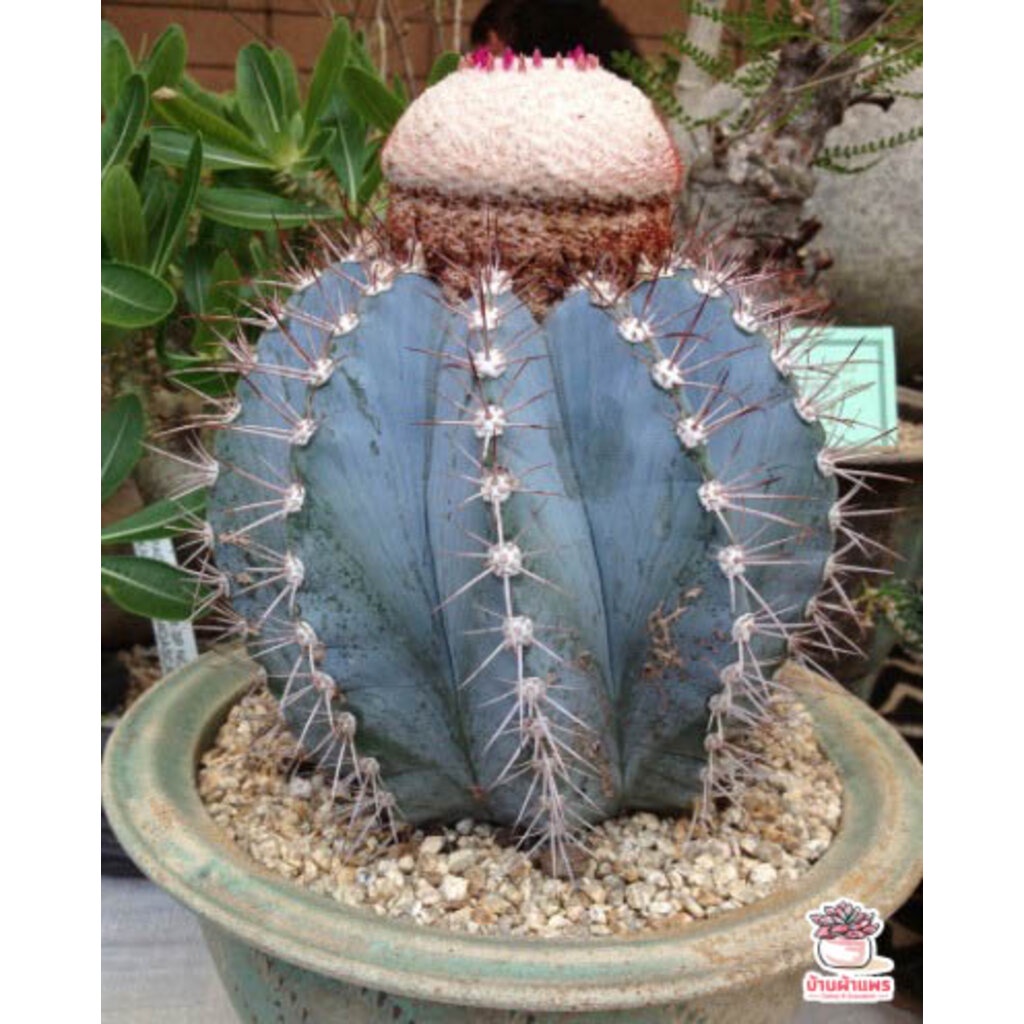 30-เมล็ด-เมล็ดเมโลฟ้า-melocactus-azureus-แคคตัส-กระบองเพชร-cactus-amp-succulent