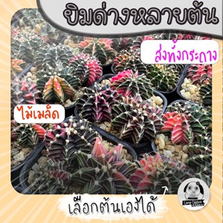 ต้นยิมโนด่างหลายต้น เลือกต้นได้ LBHBด่าง (gymnocalycium) set W - กระบองเพชร ราคาถูก🌵แคคตัส🌵