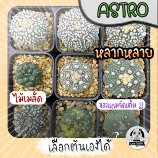 ต้นแอสโตร special (เลือกต้นได้) ไม้เมล็ด ( ต้นกระบองเพชร Astrophytum) ไม้เมล็ด Set B🌵ต้นแคคตัส❤️