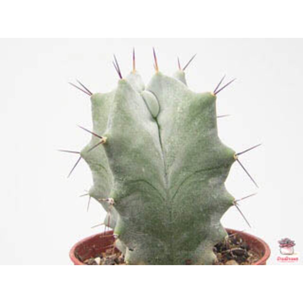 เมล็ดตอริทเทอโร-riterocereus-แคคตัส-กระบองเพชร-cactus-amp-succulent