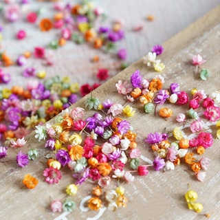 Crazyi Real Dried Press Flowers for Jewelry Making Candle Craft DIY Resin Decor