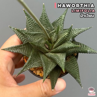 Haworthia Limifolia ม้าเวียน ไม้อวบน้ำ กุหลาบหิน cactus&succulentหลากหลายสายพันธุ์