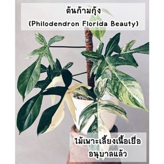 ต้นก้ามกุ้งด่าง (Philodendron Florida Beauty) ไม้เนื้อเยื่ออนุบาลแล้ว