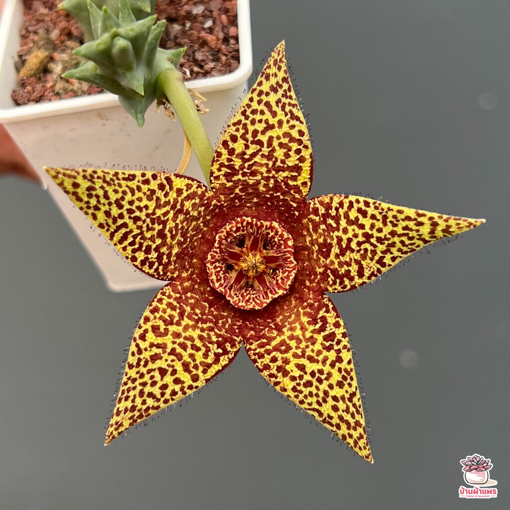 เก๋งจีน-orbea-variegata-cv-rancho-vista-กระบองเพชร-cactus-amp-succulent