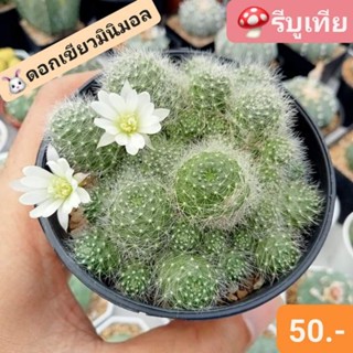 🍄รีบูเทีย ดอกเขียวมินิมอล 🍀 แคคตัสดอกสวยหวาน ของมันต้องมี