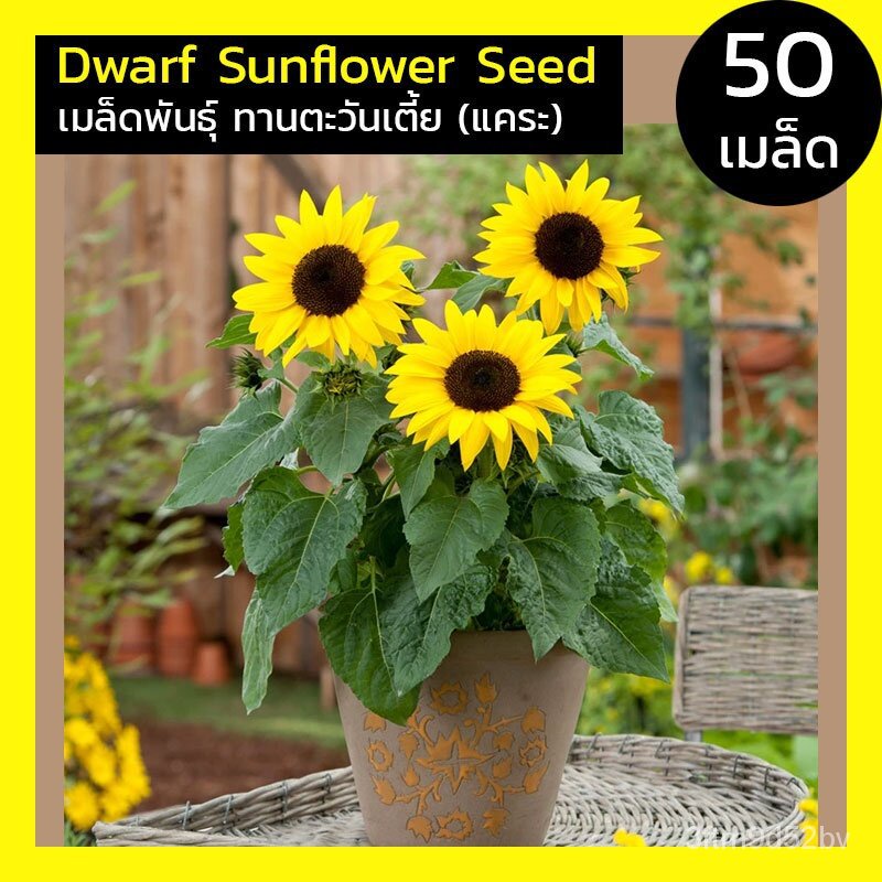 50-เมล็ด-เมล็ดพันธุ์-ตกแต่งแคระ-ตกแต่ง-ตกแต่งกระถาง-เมล็ดพันธุ์ตกแต่ง-dwarf-sunflower-seed-สายพันธุ์แท้-นำเข้าเมล็ดพืช