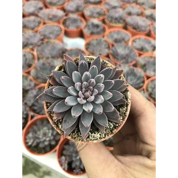 echeveria-dark-purple-des