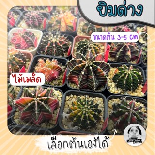 ต้นยิมโนด่าง เลือกต้นได้ LBHBด่าง (gymnocalycium) set R - กระบองเพชร ราคาถูก🌵แคคตัส🌵