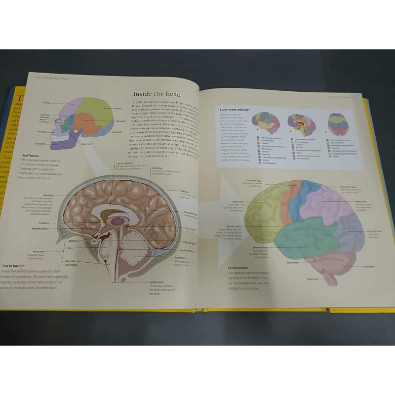 new-the-brain-an-illustrated-history-of-neuroscience-100-ponderables-series-by-tom-jackson