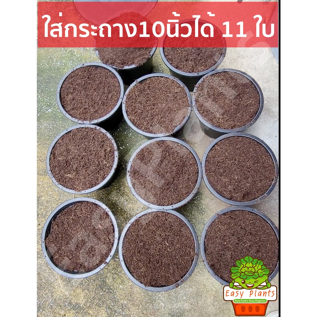 coco-peat-ขุยมะพร้าว-อัดก้อน-ขนาด-5-กก-ขยายได้-70-ลิตร-ล้างสารแทนนินแล้ว-พร้อมใช้-ไม้บอน-ไม้ดอก-กุหลาบ-แทนดิน-ดิน