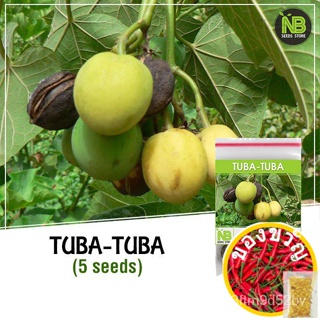 Tuba-Tuba Seeds- (5เมล็ด) Fruit/ผ้าบาง/ชุดชั้นใน/ชุดชั้นใน/ดอกทานตะวัน/ดอกไม้/ผักชีฝรั่ง/ถั่ว/กระโปรง/หวน้อย _ ไม้จันทน์