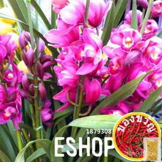 Loss Promotion!100 PCS/Lot Red Cymbidium Orchid Balcony Bonsai Seeds Bonsai Garden Flower Seeds Orchid,#QMCKLTแม่และเด็ก