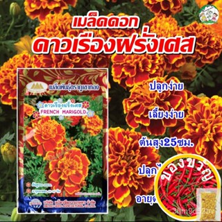 เมล็ดพันธุ์เมล็ดดอกดาวเรืองฝรั่งเศส ปริมาณ40เมล็ด เมล็ดดอกดาวเรือง เมล็ดพันธุ์ดอกดาวเรือง เมล็ดดอกไม้ ตราภูเขาทองเมล็ดพั