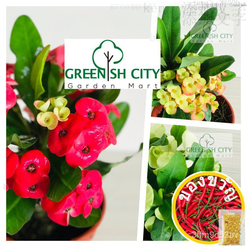 gnc-euphorbia-milli-live-plant-tree-straw-เม็งแห้ง-seeds-กุหลาบ-ดอกไม้-ผ้าโพกหัว-ชุดชั้นใน-ditu