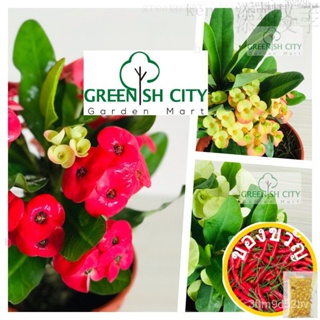 GNC - Euphorbia Milli Live Plant Tree straw/ เม็งแห้ง/seeds/กุหลาบ/ดอกไม้/ผ้าโพกหัว/ชุดชั้นใน DITU