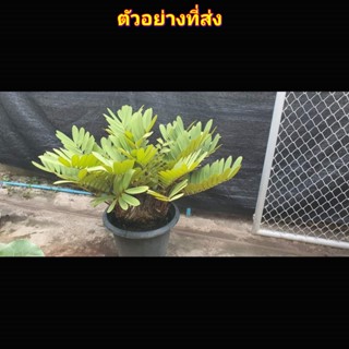 (1กระถาง) ต้น ปรงเม็กซิกัน ปลงเม็กซิกัน Zamia furfuracea ต้นปรงเม็กซิกัน พิชิต