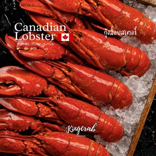 สินค้า กุ้งล็อบเตอร์ 500-600 กรัม/ตัวแช่แข็ง เนื้อแน่นจาก  Canadian Lobster 500-600 G/PIECE