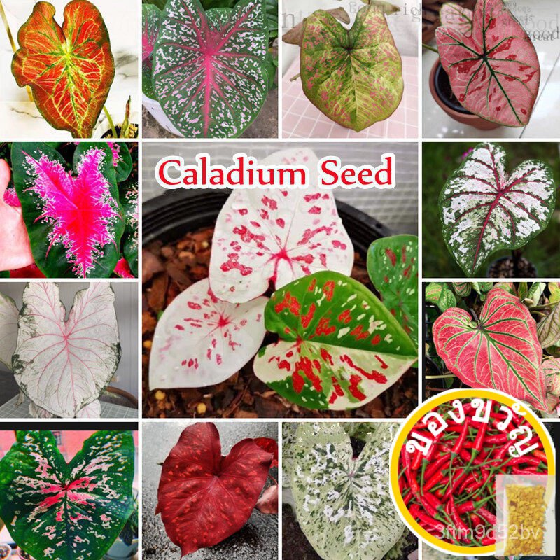 13-s-yam-caladium-thailand-seed-bung-yam-seleyam-h-see-100-zjro
