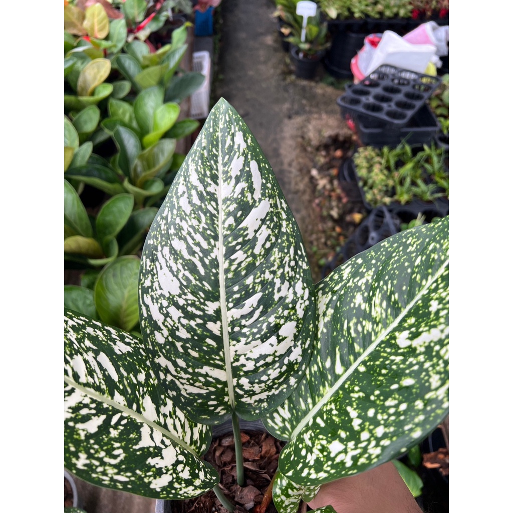 อโกลนีมา-มรดกโลก-aglaonema-world-of-heritage