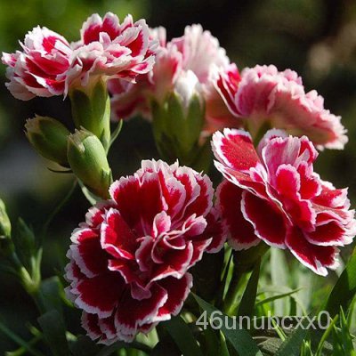 เมล็ด-ขายดี-เมล็ดคาร์เนชั่น-carnation-flower-seeds-200เมล็ดพันธุ์คุณภาพ-พันธุ์ไม้ดอก-ต้นไม้ฟอกอ-เมล็ด-เมล็ดพันธุ์-ต้น-f5