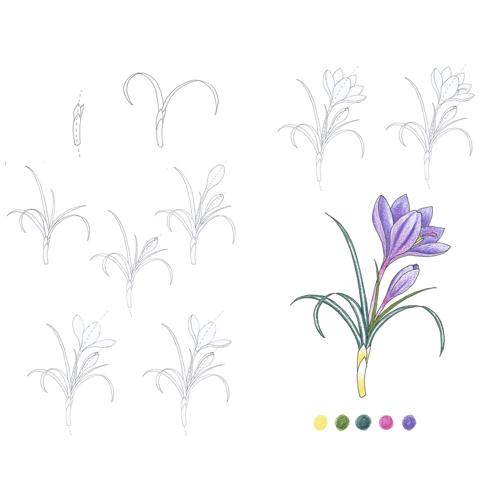 10-step-drawing-flowers-draw-75-flowers-in-10-easy-steps