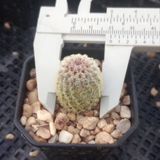 💥เรนโบว์💥 Echinocereus Rigidissimus ขนาด 2-2.5 ซม. ต้นแคคตัส ต้นกระบองเพชร(กรุณาอ่านรายละเอียดก่อนทำการสั่งซื้อ)