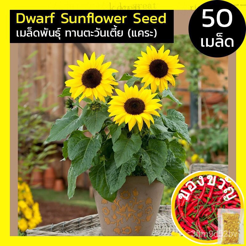 50-เมล็ด-เมล็ดพันธุ์-ตกแต่งแคระ-ตกแต่ง-ตกแต่งกระถาง-เมล็ดพันธุ์ตกแต่ง-dwarf-sunflower-seed-สายพันธุ์แท้-นำเข้าเมล็ดพืช
