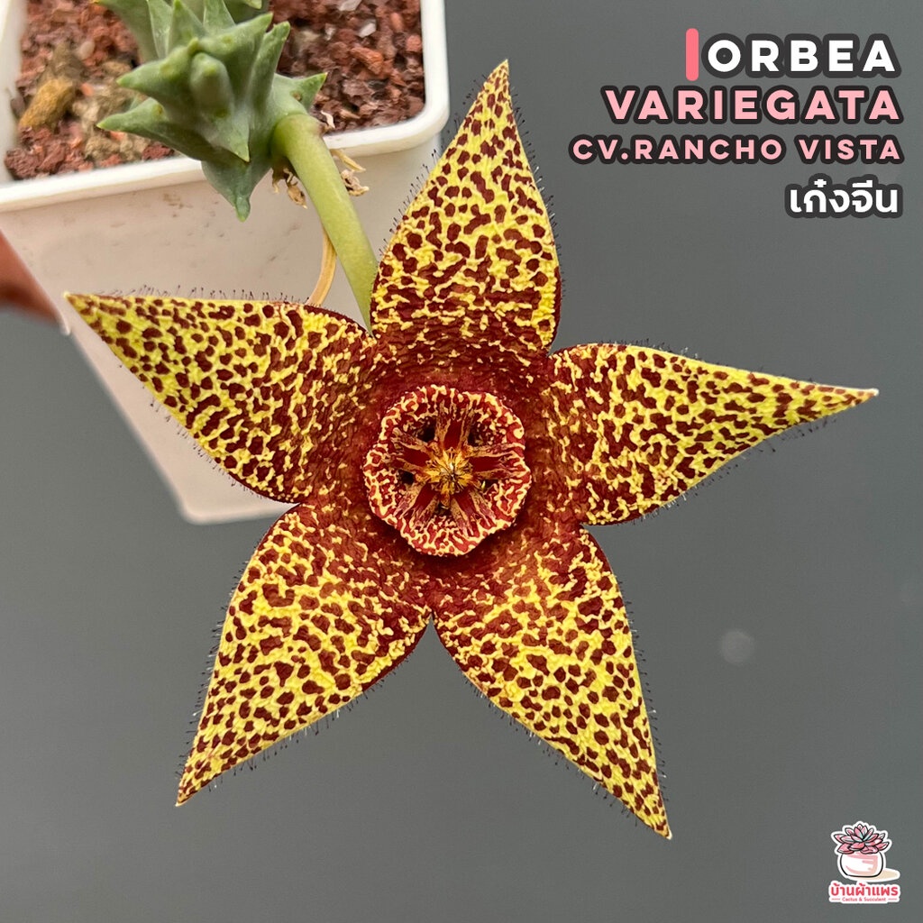 เก๋งจีน-orbea-variegata-cv-rancho-vista-กระบองเพชร-cactus-amp-succulent