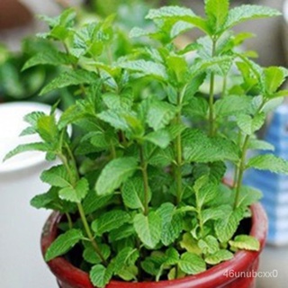 คุณภาพสูง เมล็ด/500pcs spearmint seeds mint mentha herb green home garden flower plant decor เ/อินทรีย์ คละ สวนครัว ดอก