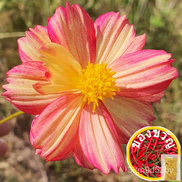 เมล็ดอวบอ้วน100-ดอกไม้ทนร้อน10แถม1ถูกที่สุด10บ-เมล็ดพันธุ์ดอกไม้ทนร้อน5-200เมล็ดปลูกง่ายโตเร็วดอกสวยมากเมล็ดพันธุ์kal