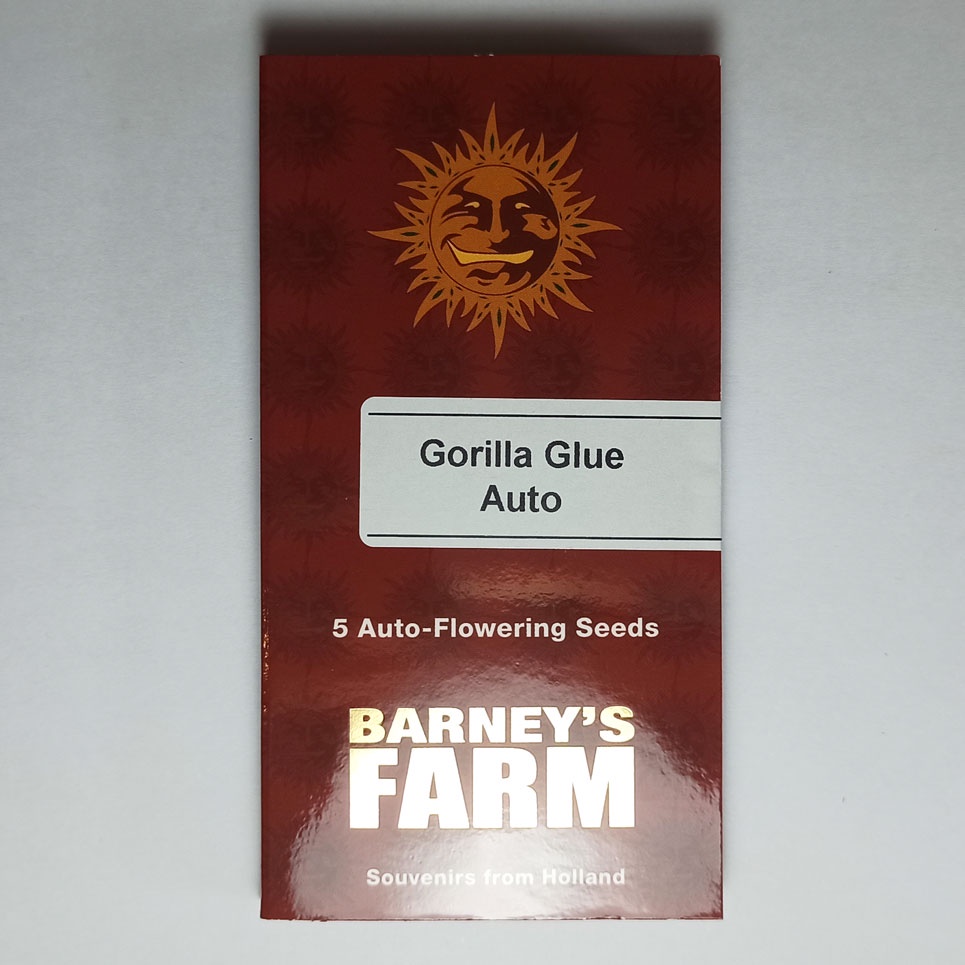 เมล็ดฮวยมั้ว-barneys-farm-gorilla-glue-auto-5-cannabis-seeds