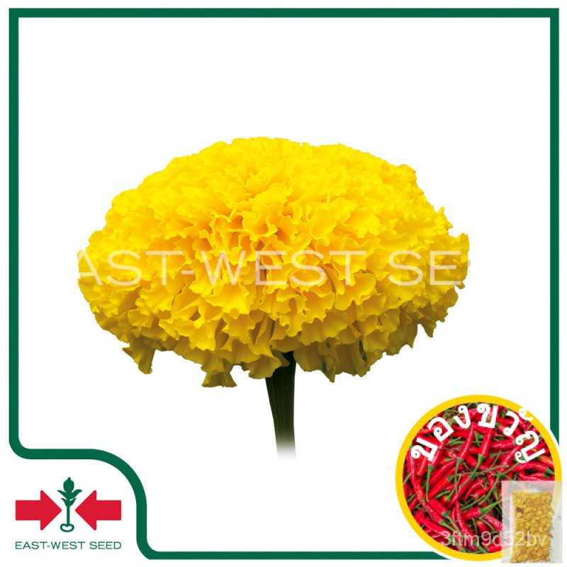 east-west-seed-เมล็ดพันธุ์ดาวเรือง-marigold-seeds-รัศมี-สีเหลือง-f1-เมล็ดพันธุ์ดอกไม้-เมล็ดพันธุ์-ผักสวนครัว-ดาวเรื