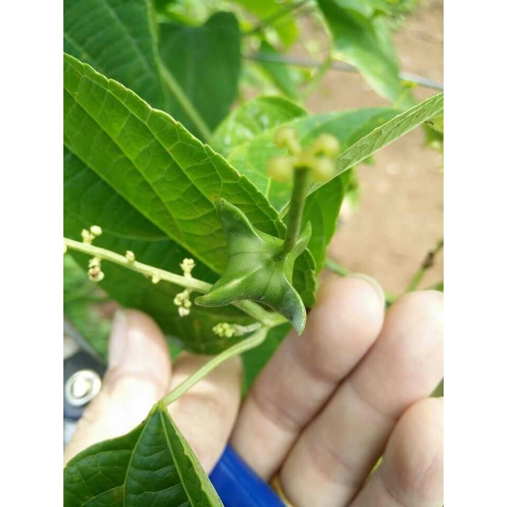 ชาดาวอินคา-สูตร-2-เปลือกถั่วดาวอินคา-สูตรเข้มข้น-sacha-inchi-tea-ชาเพื่อสุขภาพ-reduce-bad-cholesterol-levels-in-the
