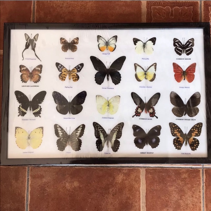 ผีเสื้อสต๊าฟ-กรอบอะคริลิค-real-butterfly-frame-กรอบรูปผีเสื้อจริง-20-ตัว-เพื่อการเรียนรู้-ของสะสม