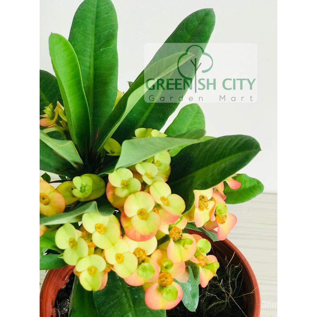 gnc-euphorbia-milli-live-plant-tree-straw-เม็งแห้ง-seeds-กุหลาบ-ดอกไม้-ผ้าโพกหัว-ชุดชั้นใน-ditu