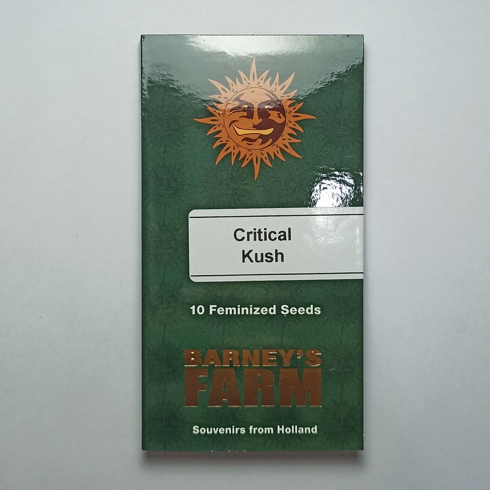 เมล็ดกัญชา-barneys-farm-critical-kush-5-feminized-cannabis-seeds