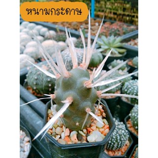 หนามกระดาษ แคคตัส หัวใหญ่ๆ Tephrocactus articulatus var papyracanthus