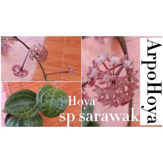 hoya sp sarawak มีช่อดอก ใบสวย ดอกสวย น่าสะสม