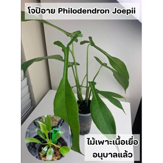 ต้นฟิโลเดนดรอนโจปิอาย (Philodendron Joepii) ไม้เพาะเลี้ยงเเนื้อเยื่ออนุบาลแล้ว