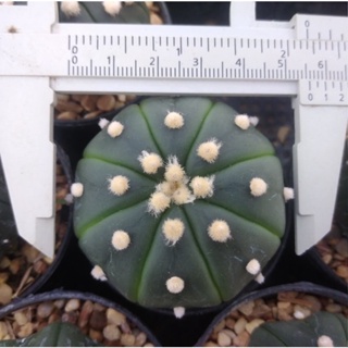 💥แอสโตรไฟตั้ม💥  Astrophytum asterias ขนาด 2-5 ซม.  ต้นกระบองเพชร ต้นแคคตัส (กรุณาอ่านรายละเอียดก่อนทำการสั่งซื้อครับ)