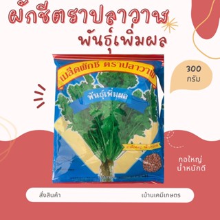 เมล็ดพันธุ์ผักชีปลาวาฬ  พันธุ์เพิ่มผล 300กรัม