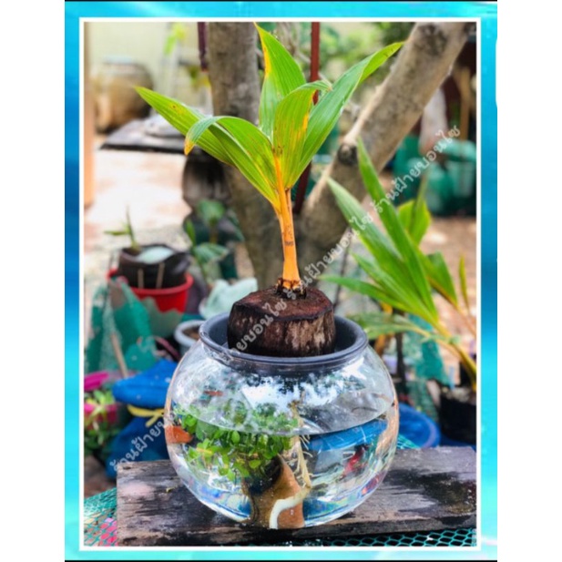 มะพร้าวบอนไซ-ร้านฝ้ายบอนไซ-fai-bonsai-แบบเลี้ยงได้ทั้งในน้ำและในดินรากยาวพร้อมปลูก-ฟรี-ถาดรองต้น